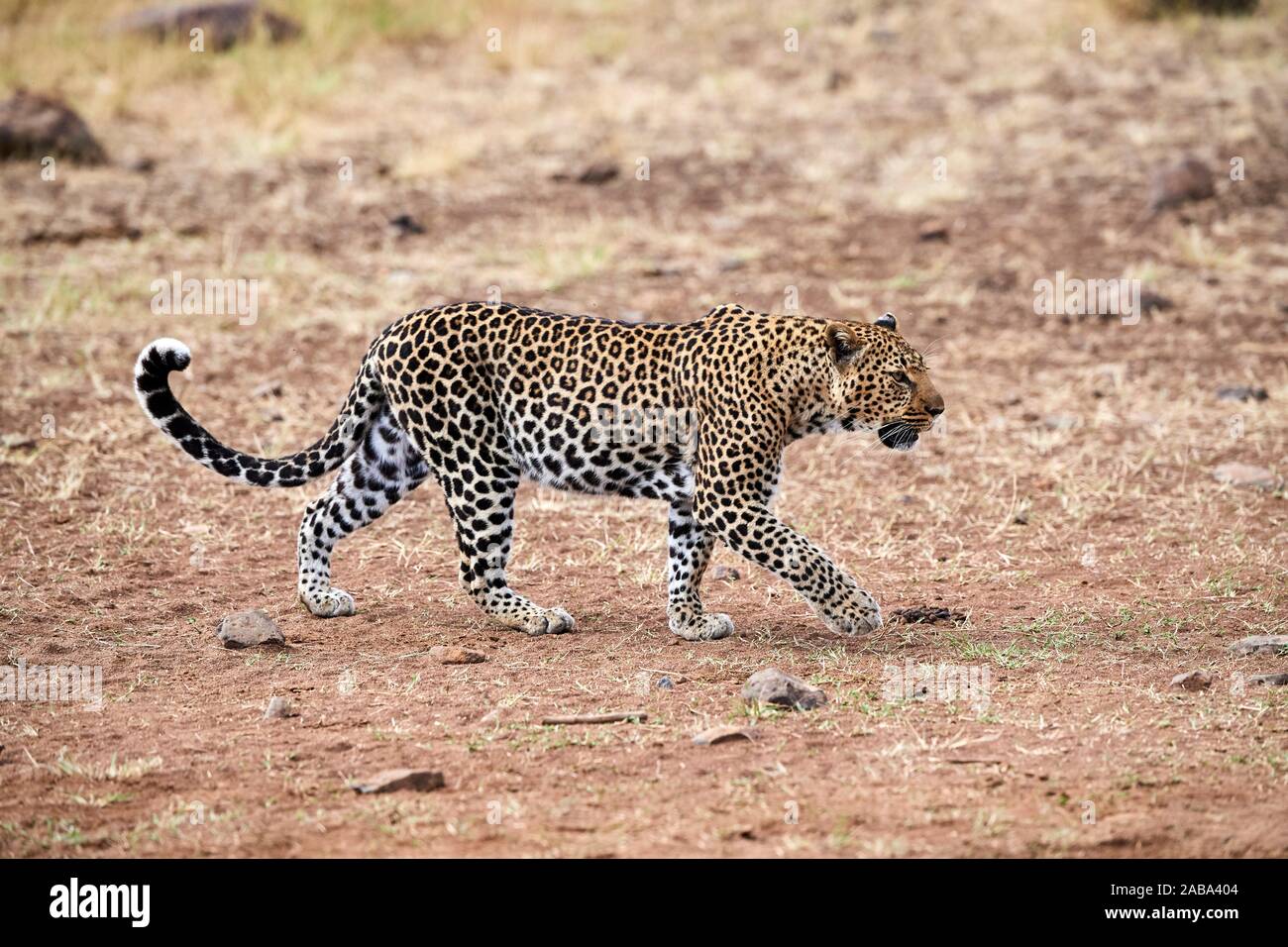 Leopard female walking (Panthera pardus) Masai Mara National Reserve, Kenya. Stock Photo