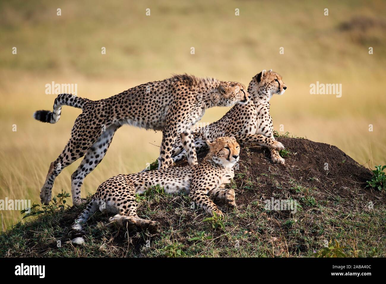 Cheetahs, mother and juvenile cubs (Acinonyx jubatus) lying and sitting on termite mound. Masai Mara National Reserve, Kenya. Stock Photo