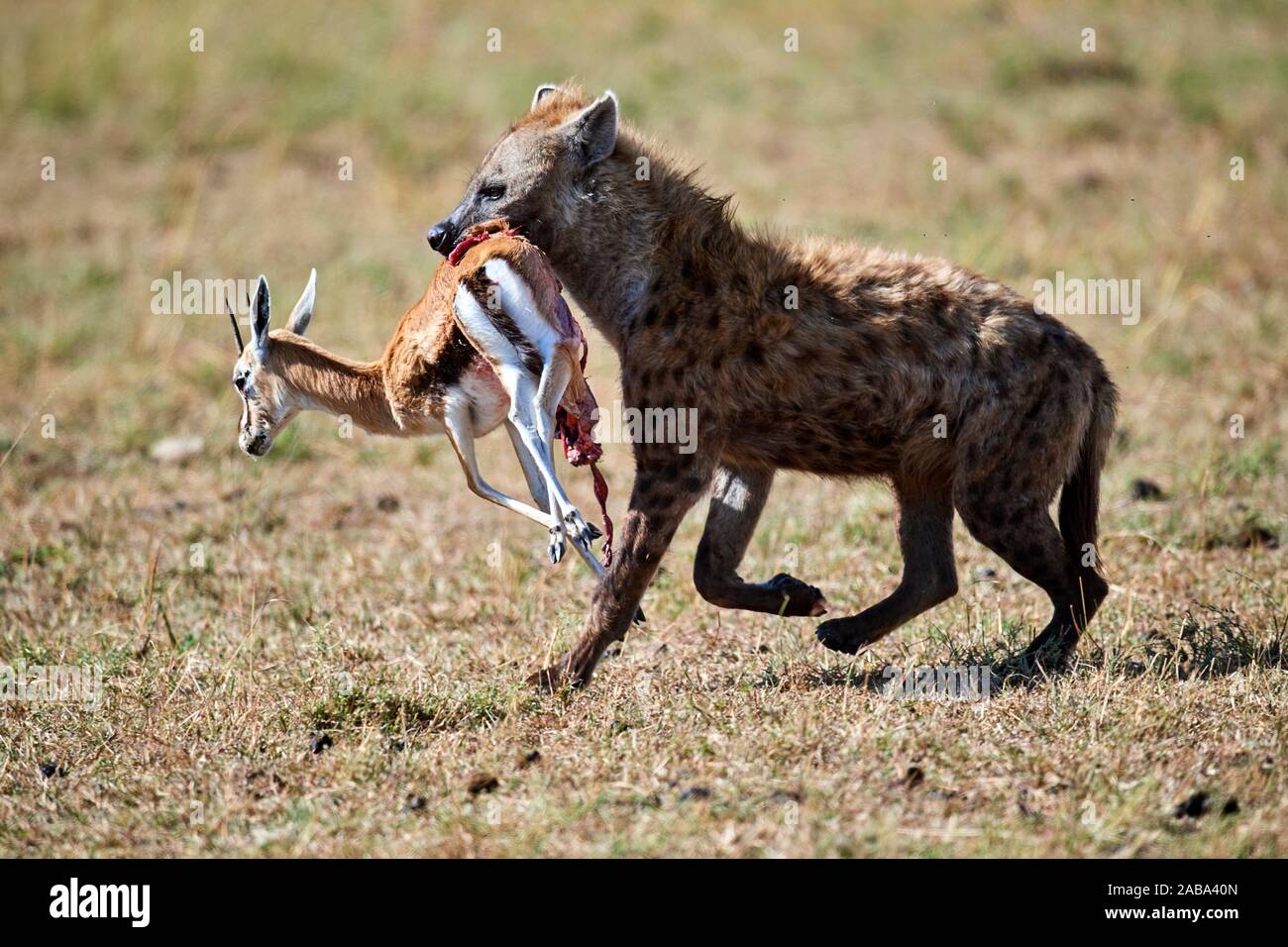 Thomson Gazelle Run High Resolution Stock Photography and Images - Alamy