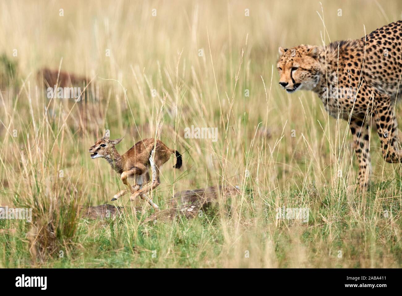 Cheetah hunting gazelle gazella thomsonii hi-res stock photography and