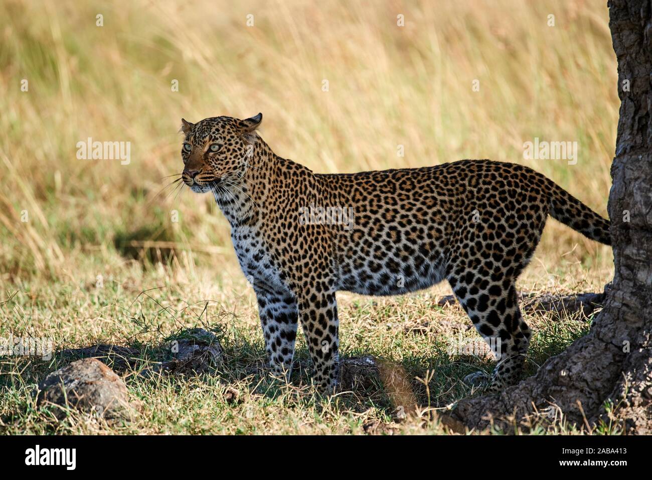 Leopard male (Panthera pardus) Masai Mara National Reserve, Kenya. Stock Photo