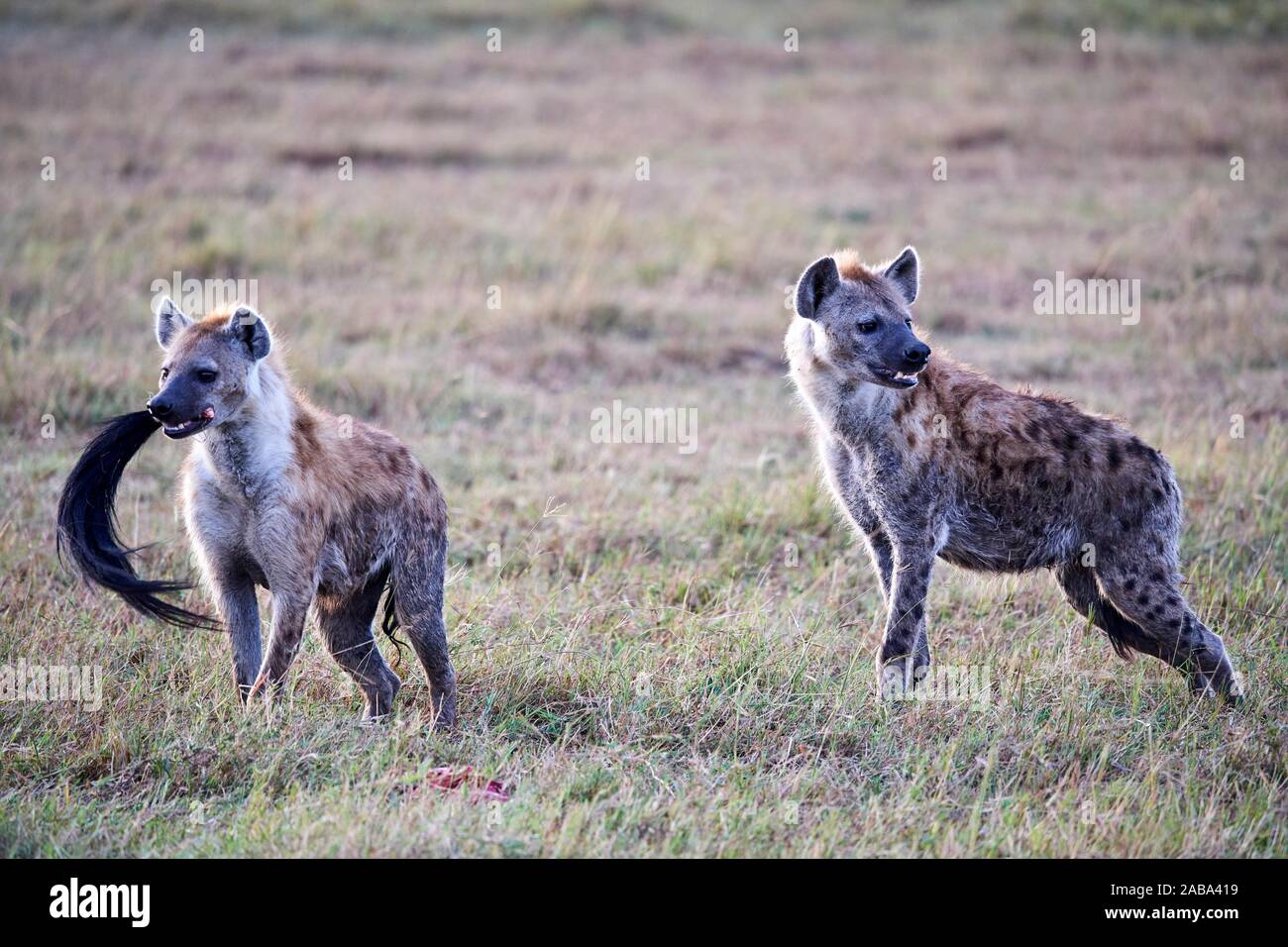 Two Spotted hyaena (Crocuta crocuta) in savanna and one with a wildebeest tail in its mouth. Masai Mara National Reserve, Kenya. Stock Photo