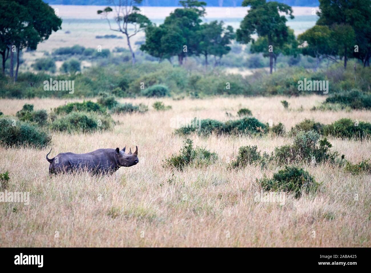 Aerial view of black rhinoceros (Diceros bicornis) walking in savanna. Masai Mara National Reserve, Kenya. Stock Photo