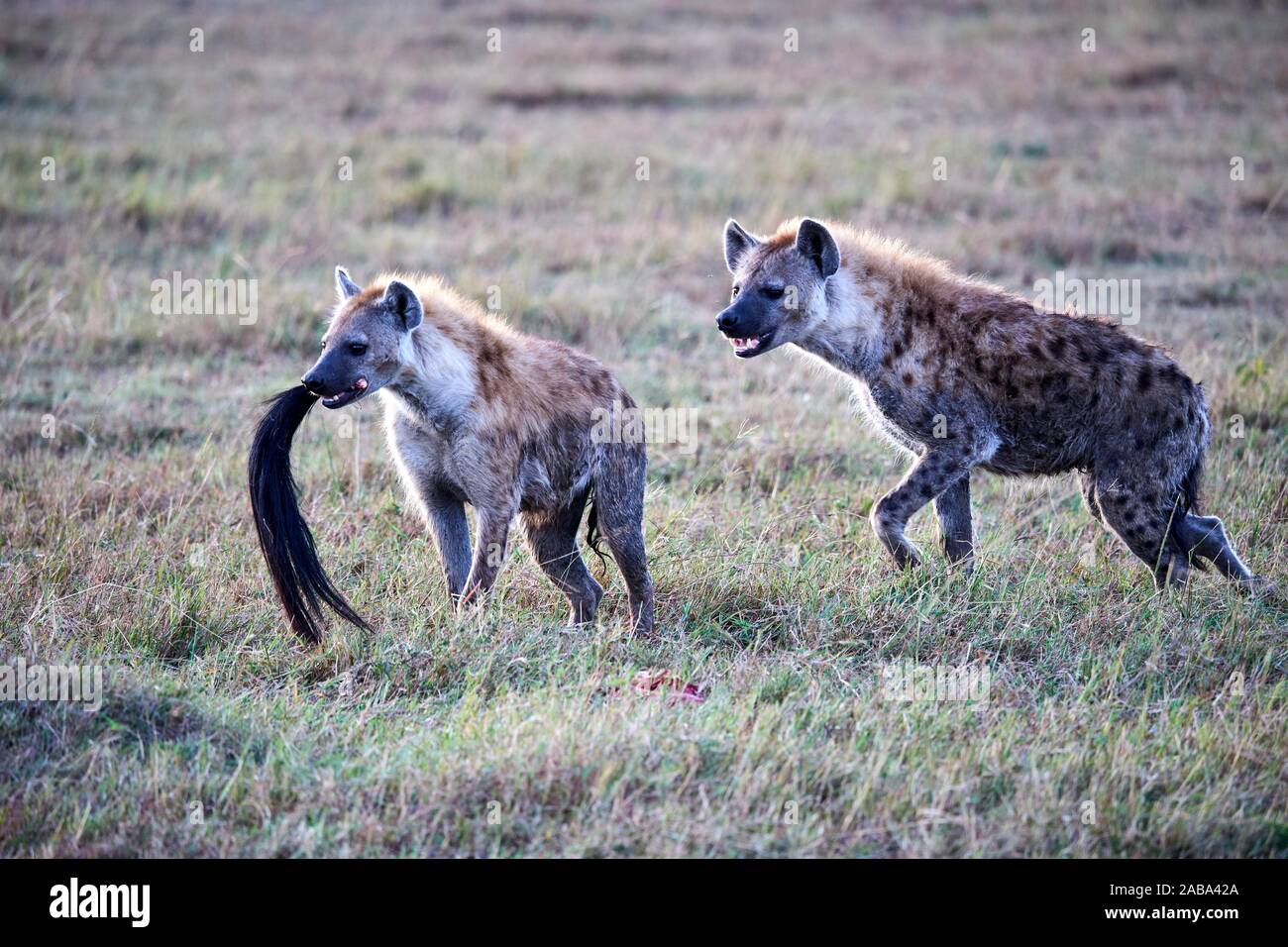 Two Spotted hyaena (Crocuta crocuta) in savanna and one with a wildebeest tail in its mouth. Masai Mara National Reserve, Kenya. Stock Photo