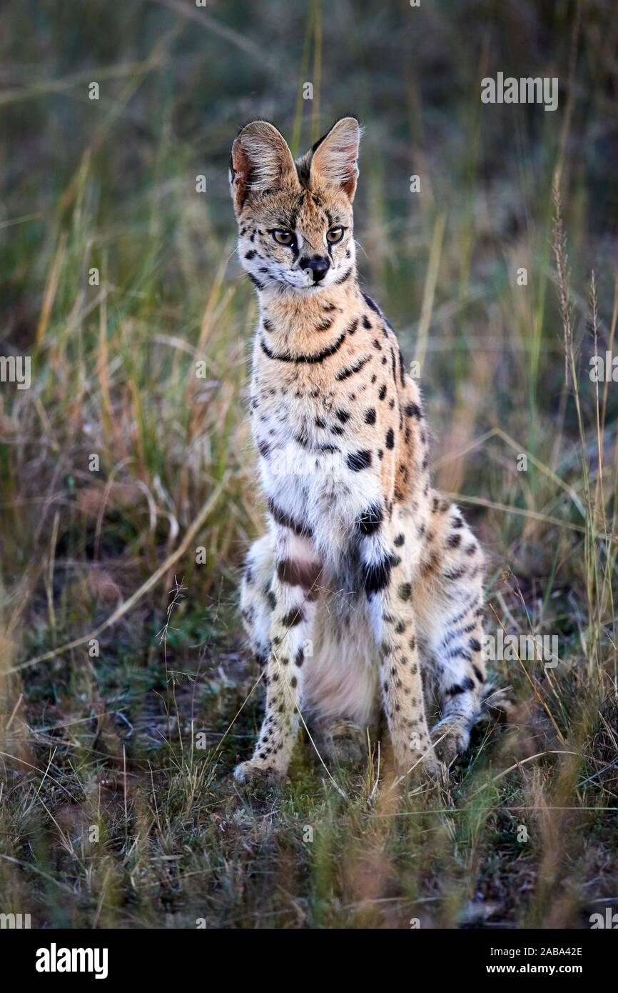 Serval cat sitting (Felis serval). Masai Mara National Reserve, Kenya Stock Photo Alamy