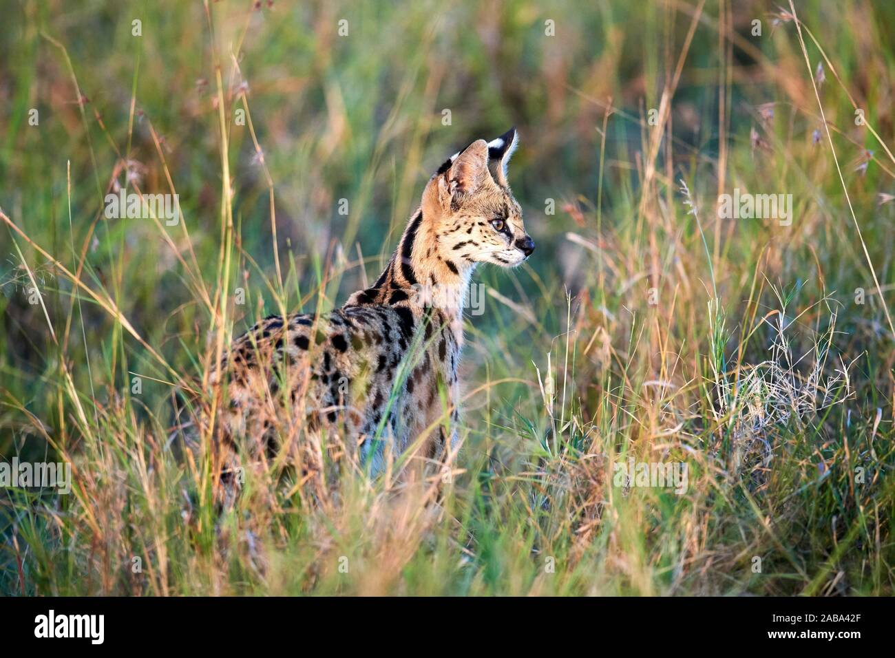 Serval cat (Felis serval). Masai Mara National Reserve, Kenya. Stock Photo