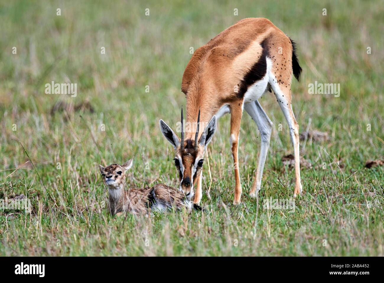 Thomson's gazelle (Eudorcas thomsonii) mother licking newborn baby. Masai Mara National Reserve, Kenya. Stock Photo