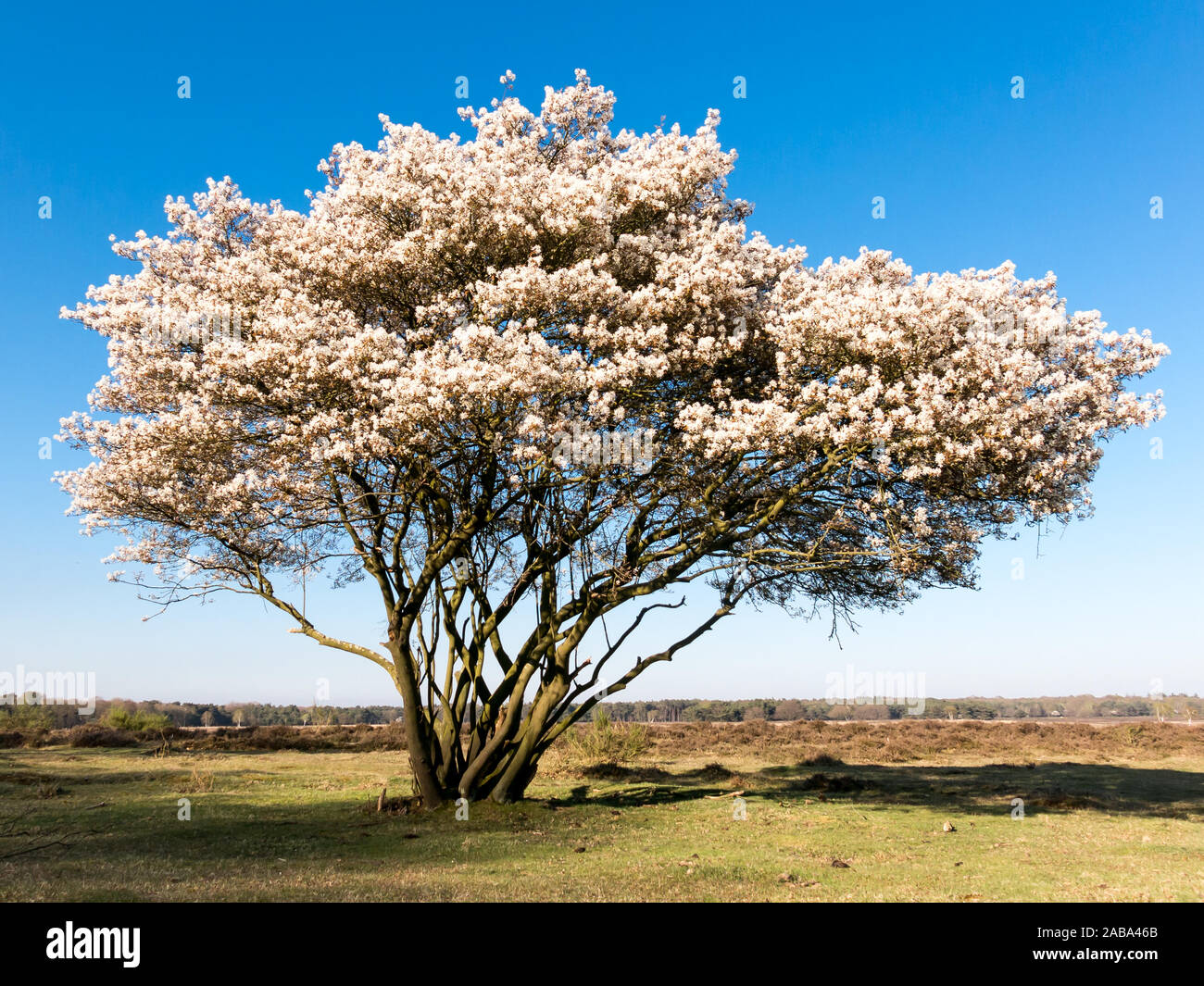 Blooming serviceberry, Amelanchier lamarckii, in spring on the West Heath in  Gooi District, Netherlands Stock Photo