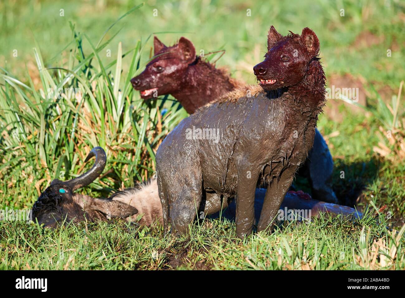 Spotted hyena (Crocuta crocuta) covered in blood and mud after feeding on a kill of Eastern White-bearded Wildebeest (Connochaetes taurinus) Masai Stock Photo