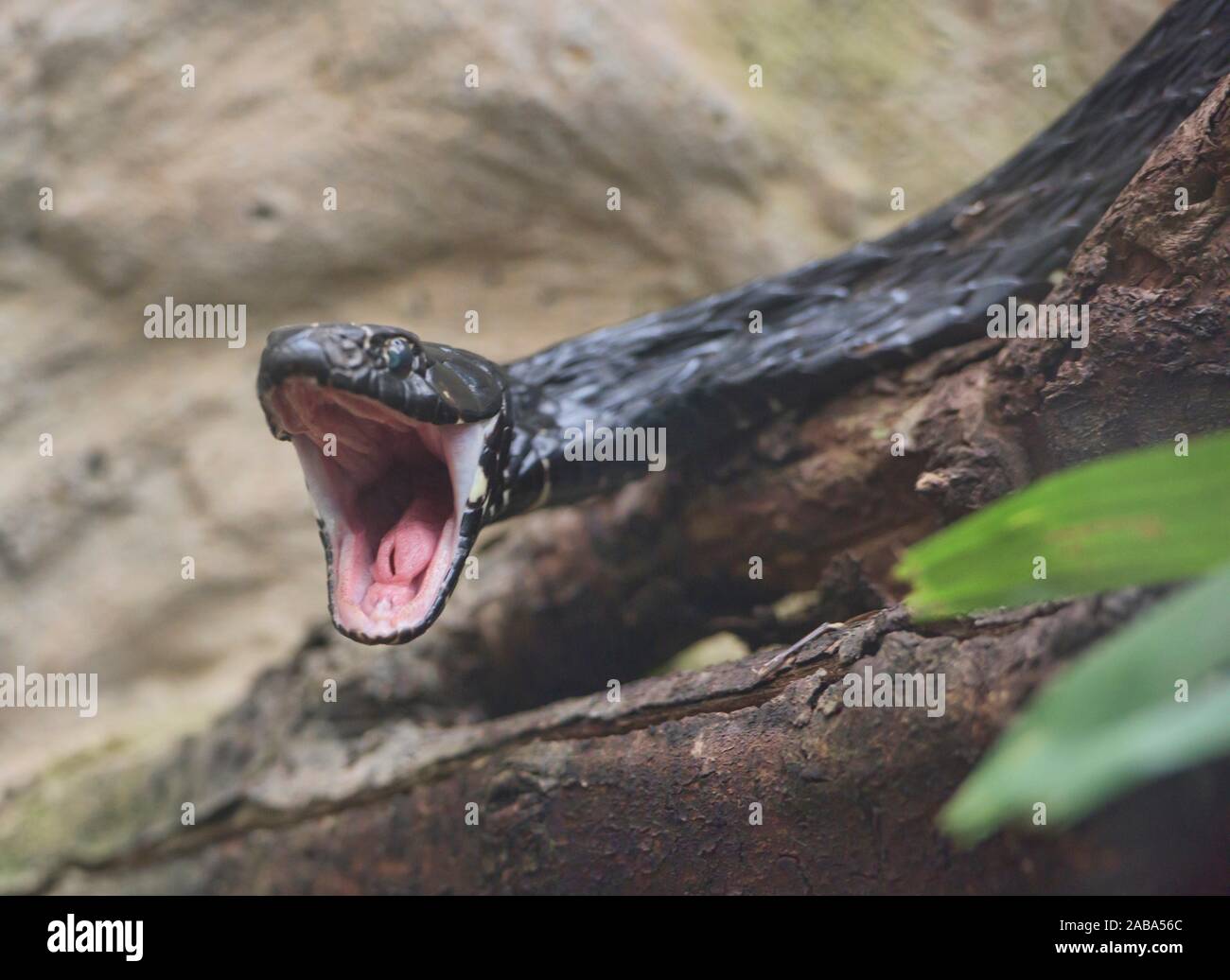 Ecuador sipo (hironius grandisquamis), Amazonas, Ecuador. Stock Photo