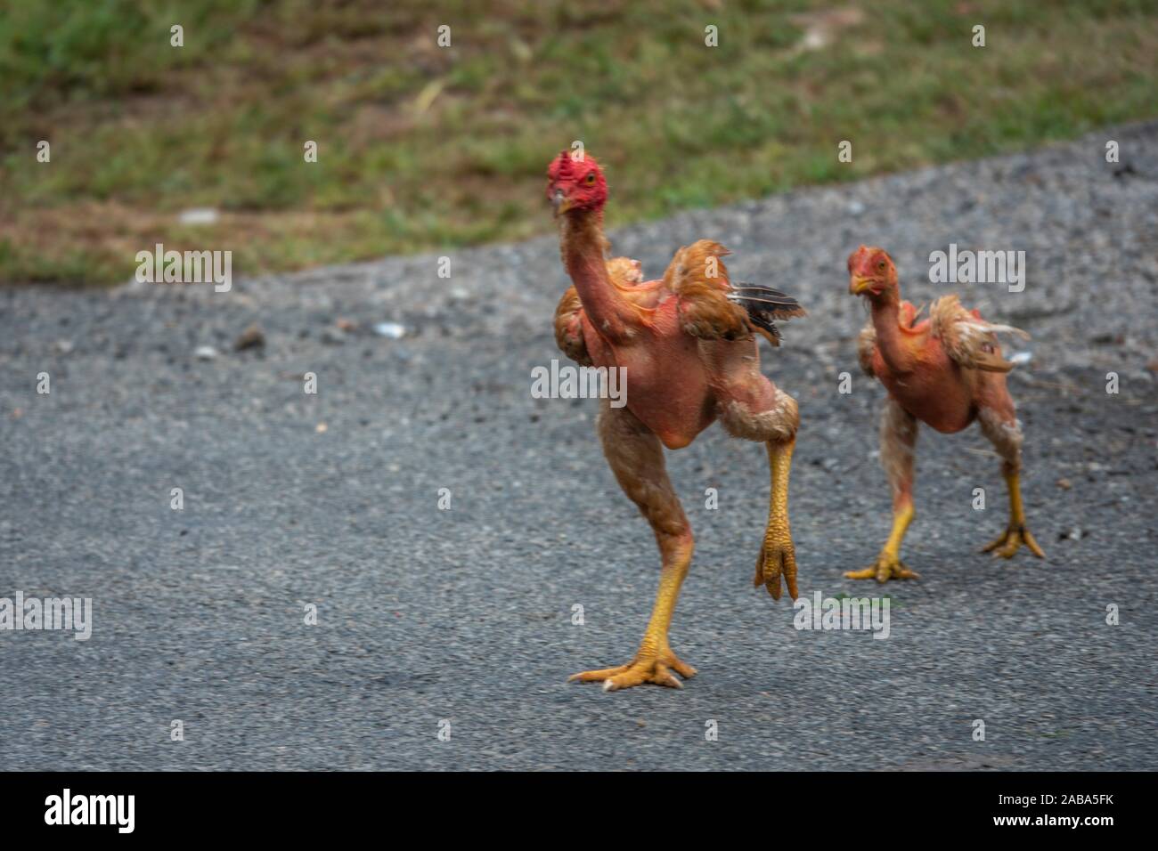 Baby Chicks Running Around