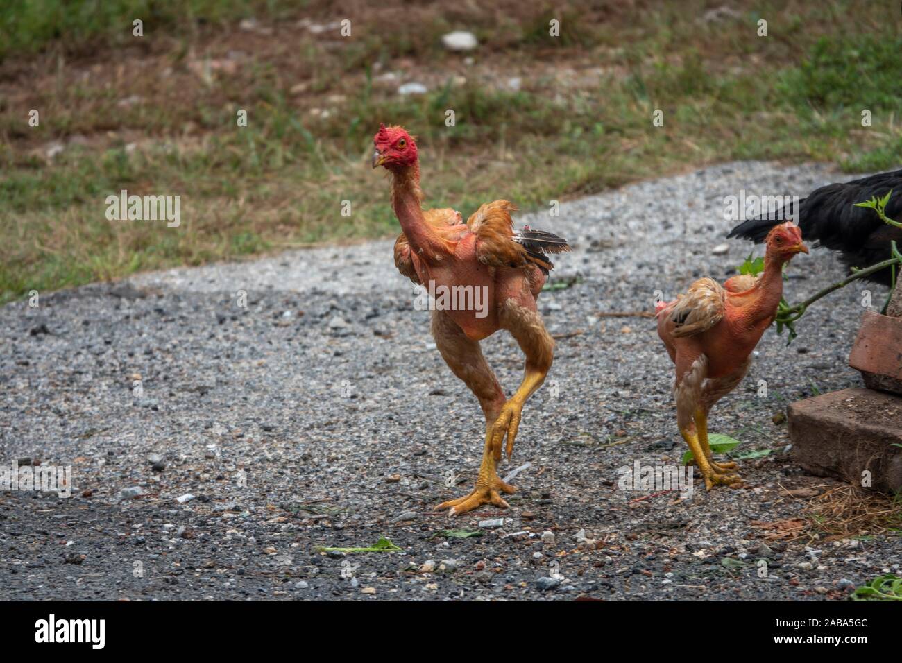 Freerunning chickens at the chinese village in Bukit Koman, Raub