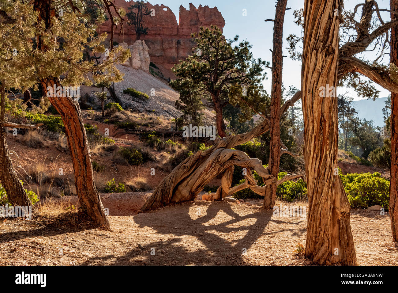 500px Photo Id 1006566249 Morning Sun On Old Tree With Rock Formation In Background Stock Photo Alamy