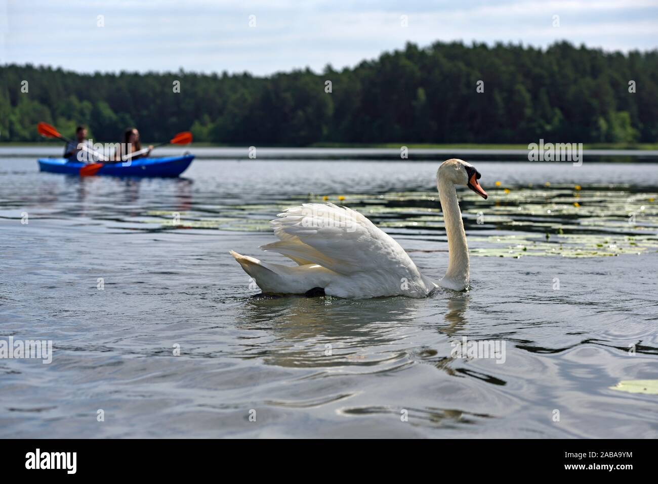 canoe trip with swans on Lake Srovinaitis around Ginuciai, Aukstaitija