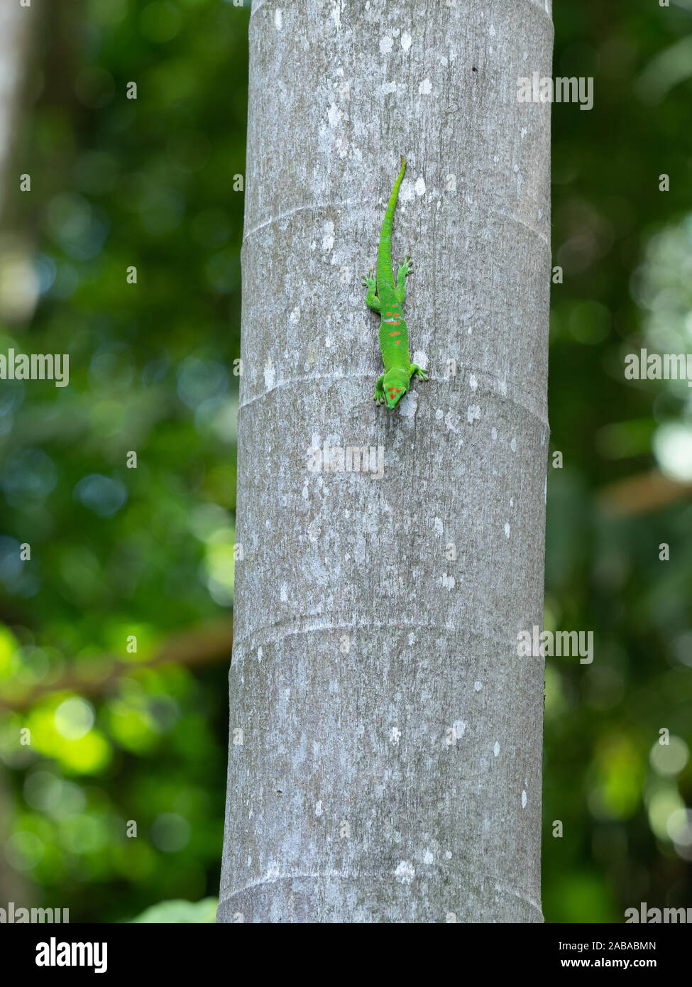 Reis Mauritiusele, Mauritius day gecko on gary tree trunk Stock Photo