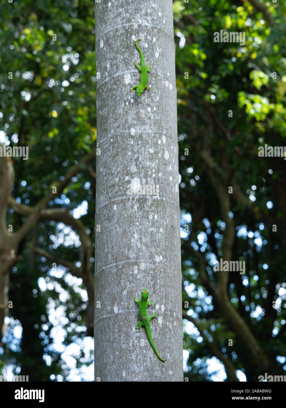 Confrontation of two Mauritius day geckos on gary tree trunk Stock Photo
