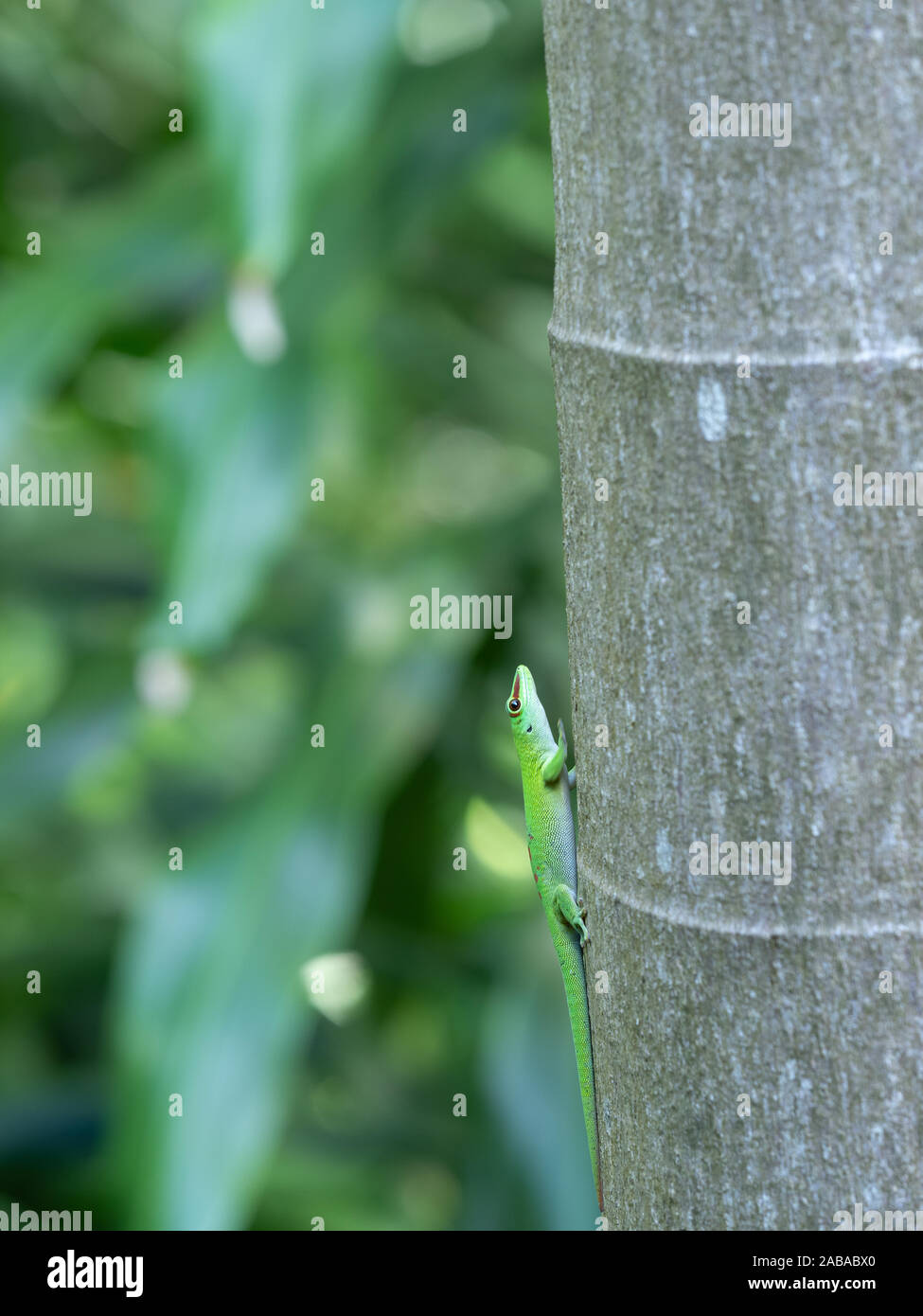 Reis Mauritiusele, Mauritius day gecko on gary tree trunk Stock Photo