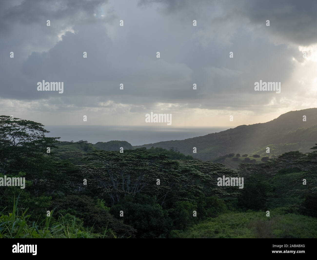 Mauritius rainforest Stock Photo