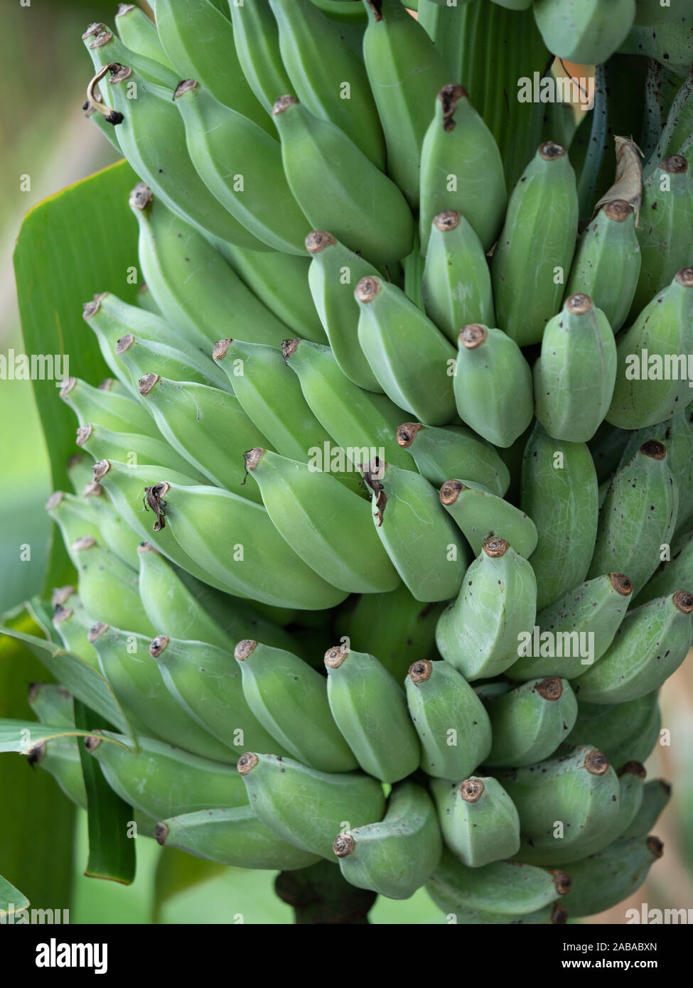 Banana cluster hires stock photography and images Alamy