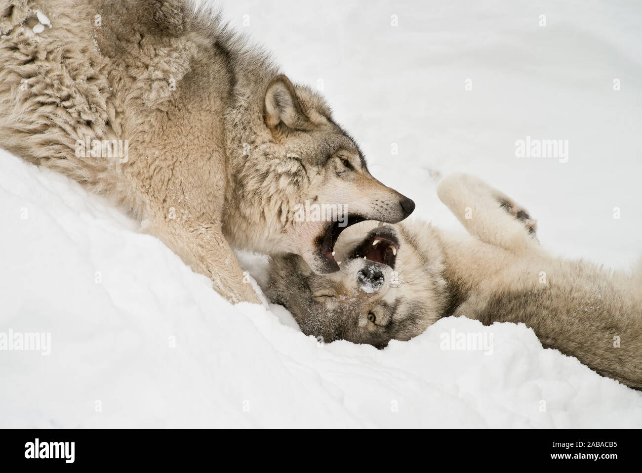 Two Eastern Gray Wolves playing in the snow. Stock Photo