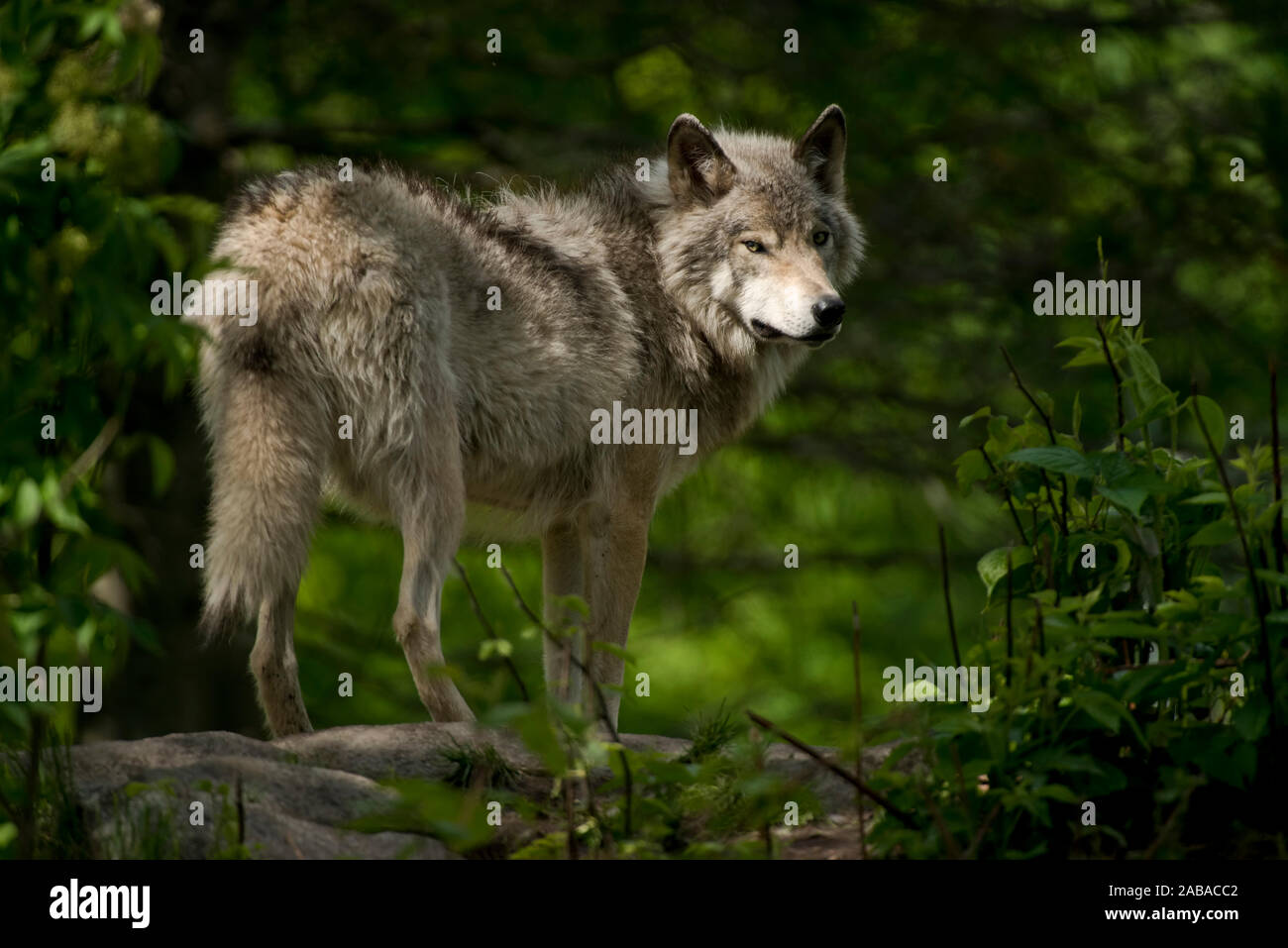 Grey Wolf standing on rock with green background. Stock Photo