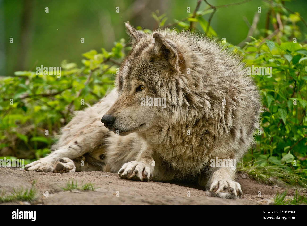 Timber wolf pics hi-res stock photography and images - Alamy