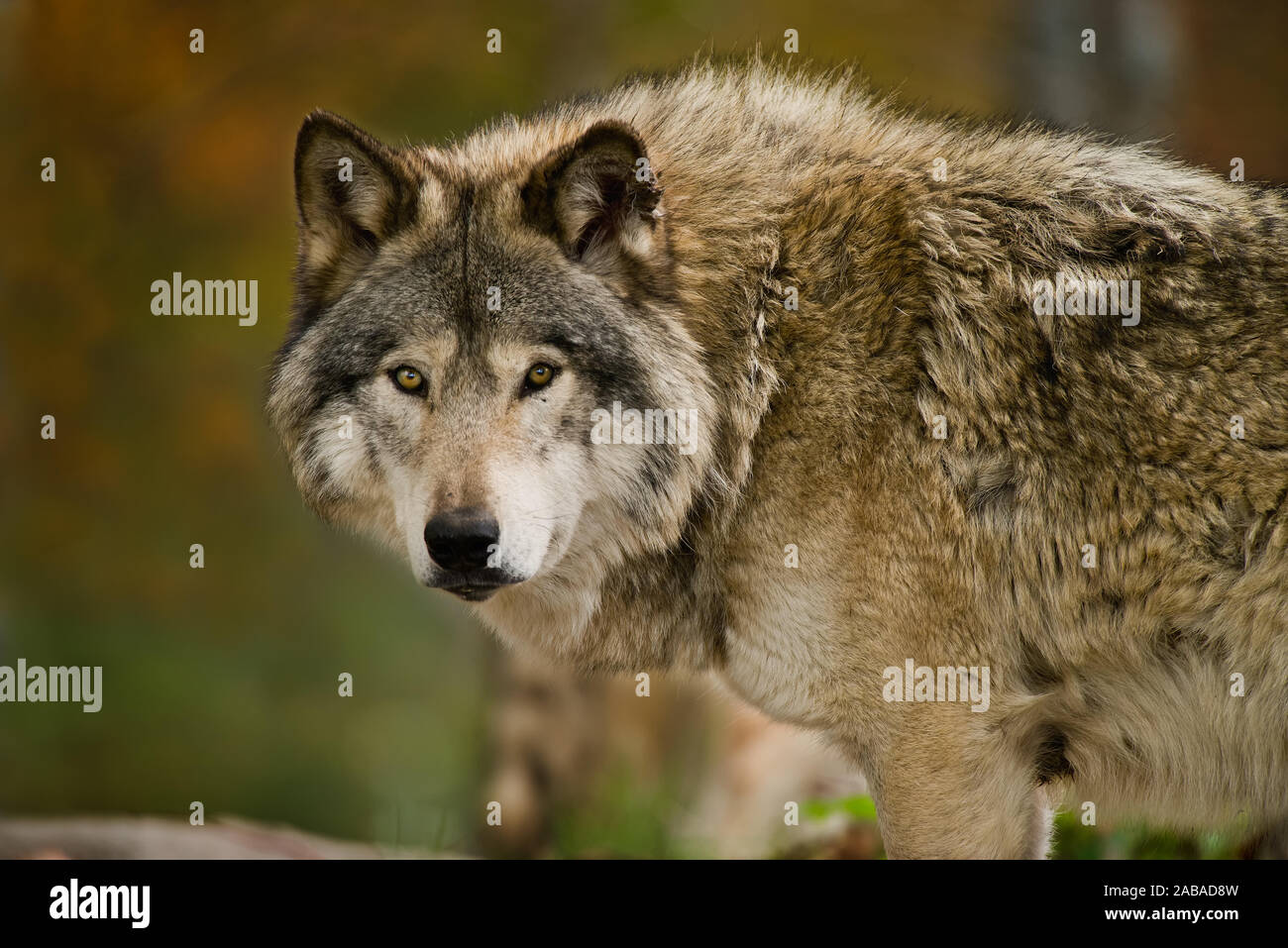 Eastern wolf hires stock photography and images Alamy