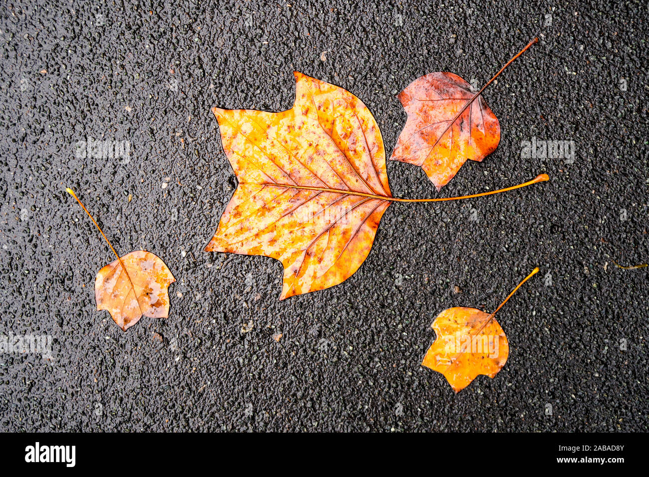 Wet rainy asphalt background surface hires stock photography and