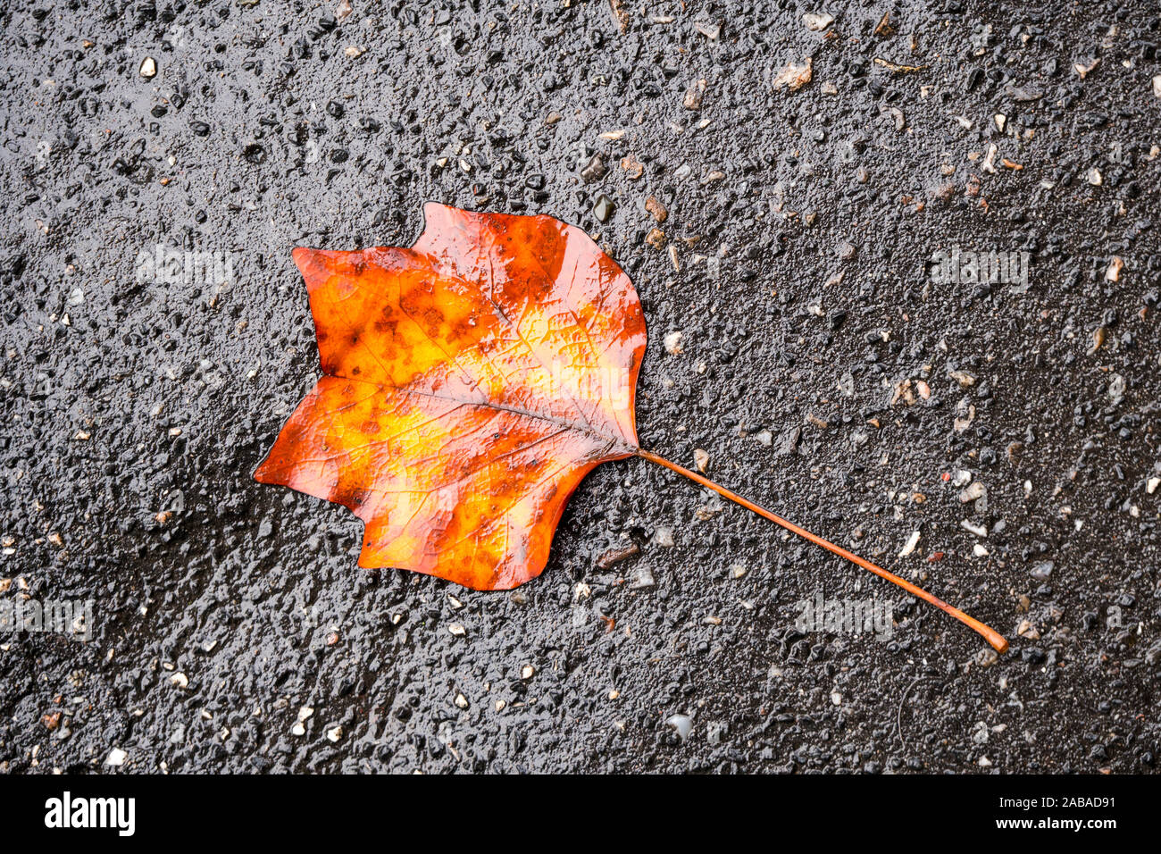 Fallen leaf on wet asphalt, Autumn concept, bad season, rain Stock