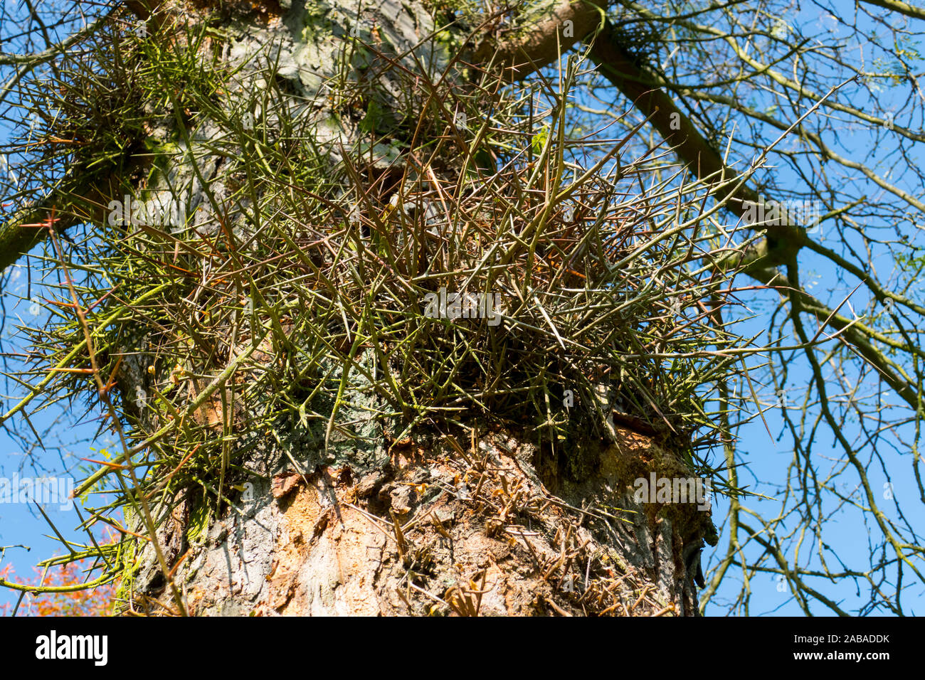 Gleditschie Baum, Lederhülsenbaum mit langen Stacheln, Dornen an der Rinde Stock Photo