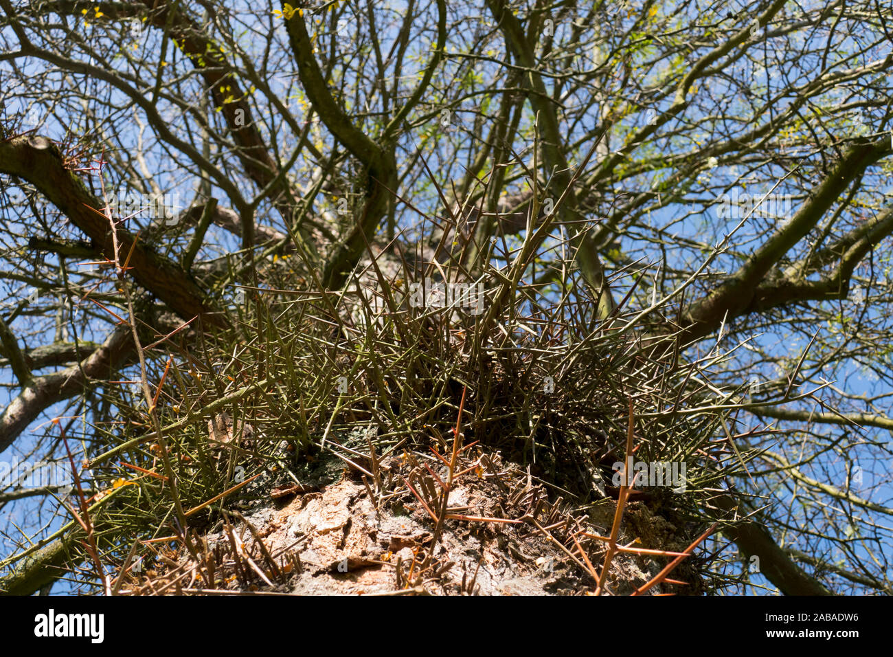 Gleditschie Baum, Lederhülsenbaum mit langen Stacheln, Dornen an der Rinde Stock Photo