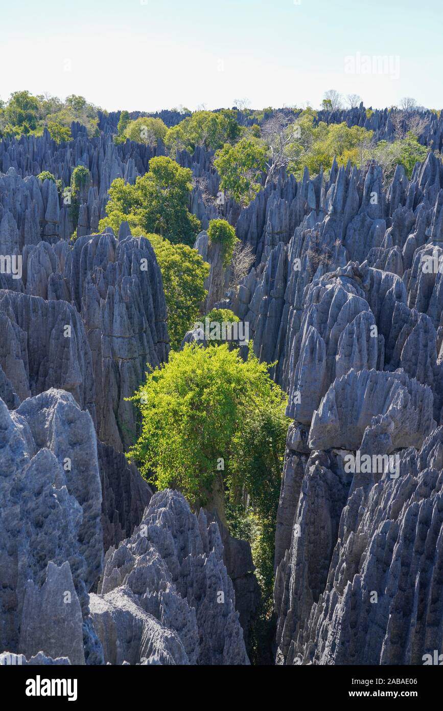 Tsingy De Bemaraha National Park Melaky Region Western Madagascar Stock Photo Alamy