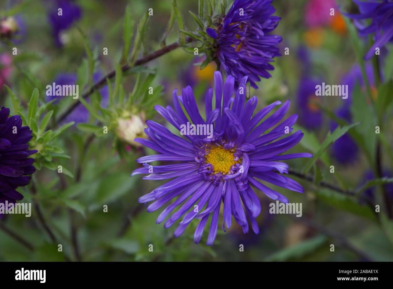 New England aster Stock Photo
