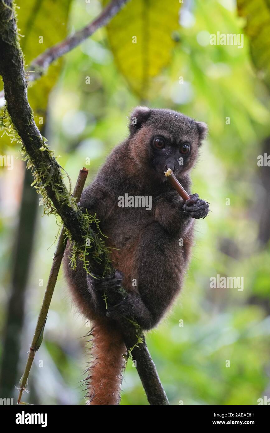 Prolemur Gray gentle lemur hi-res stock photography and images - Alamy