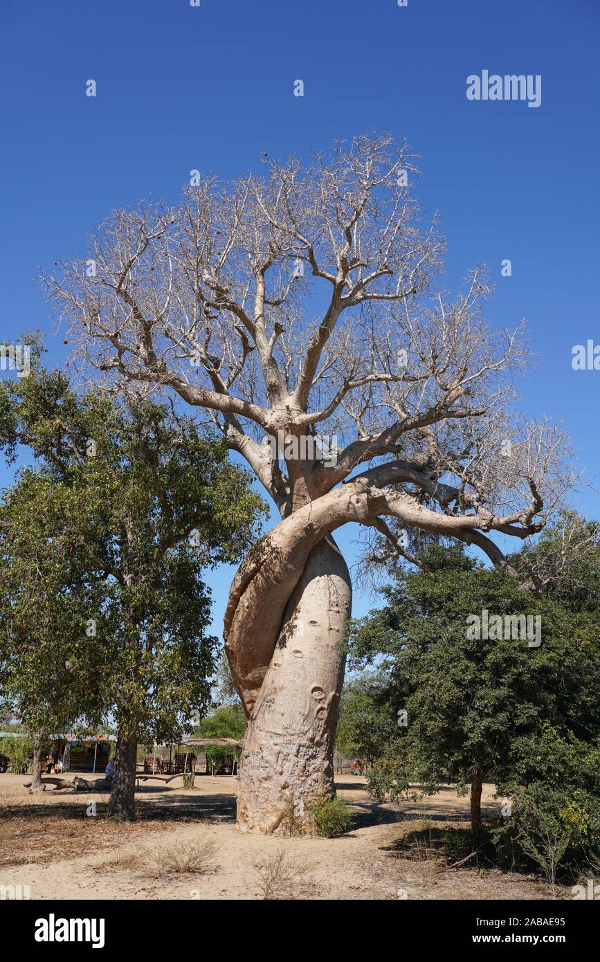 Adansonia Za Baobab Tree High Resolution Stock Photography and Images ...