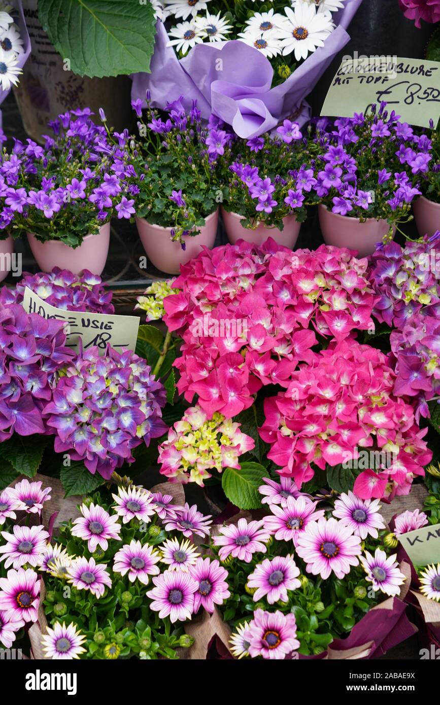 Flower shop austria hires stock photography and images Alamy