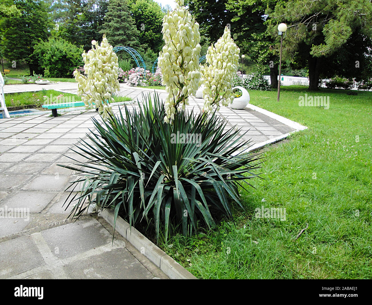 flower yucca grows in park on background of the green herb in the south Stock Photo