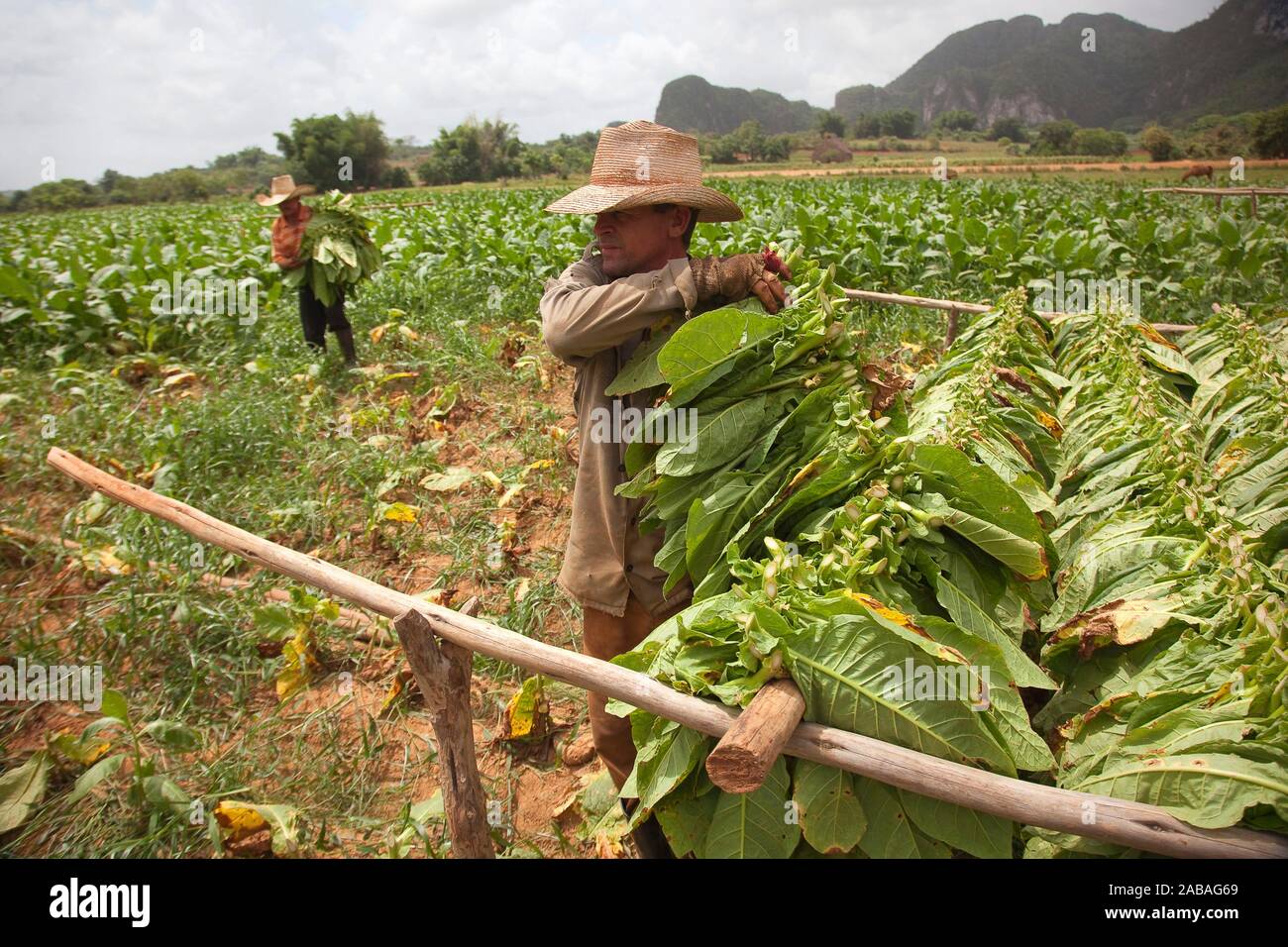 Farmers picking tobacco leaves in the valley, Vinales, Pinar del Rio Province, Cuba, Central America Stock Photo