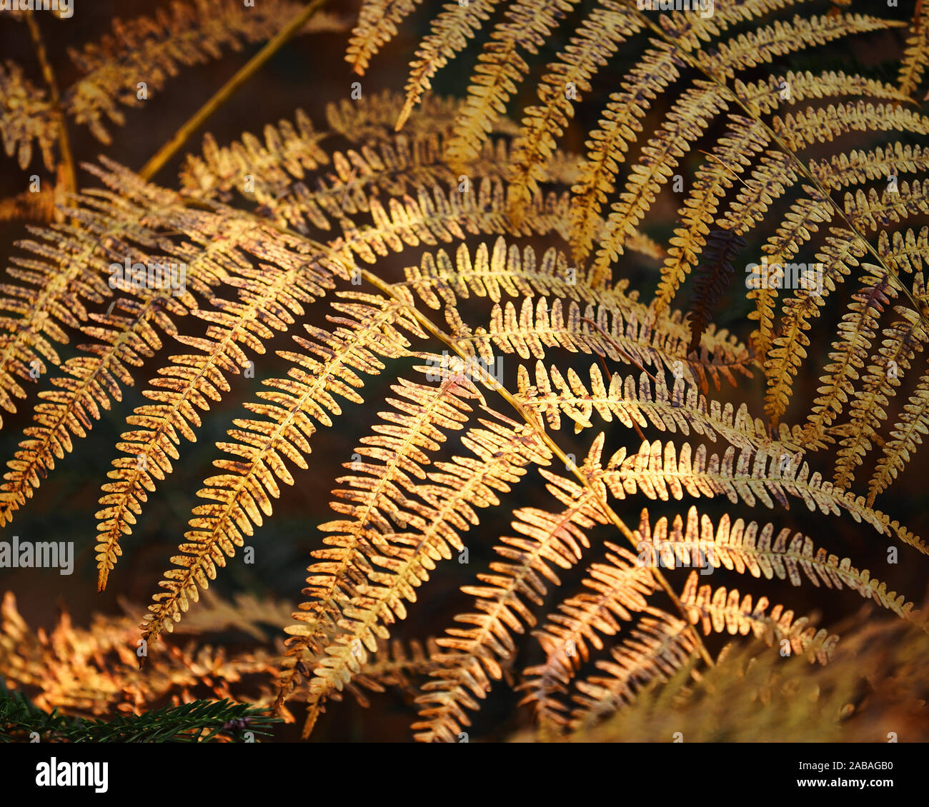 Autumn sunshine lights up Bracken fern (Pteridium aquilinum) in woodland Stock Photo