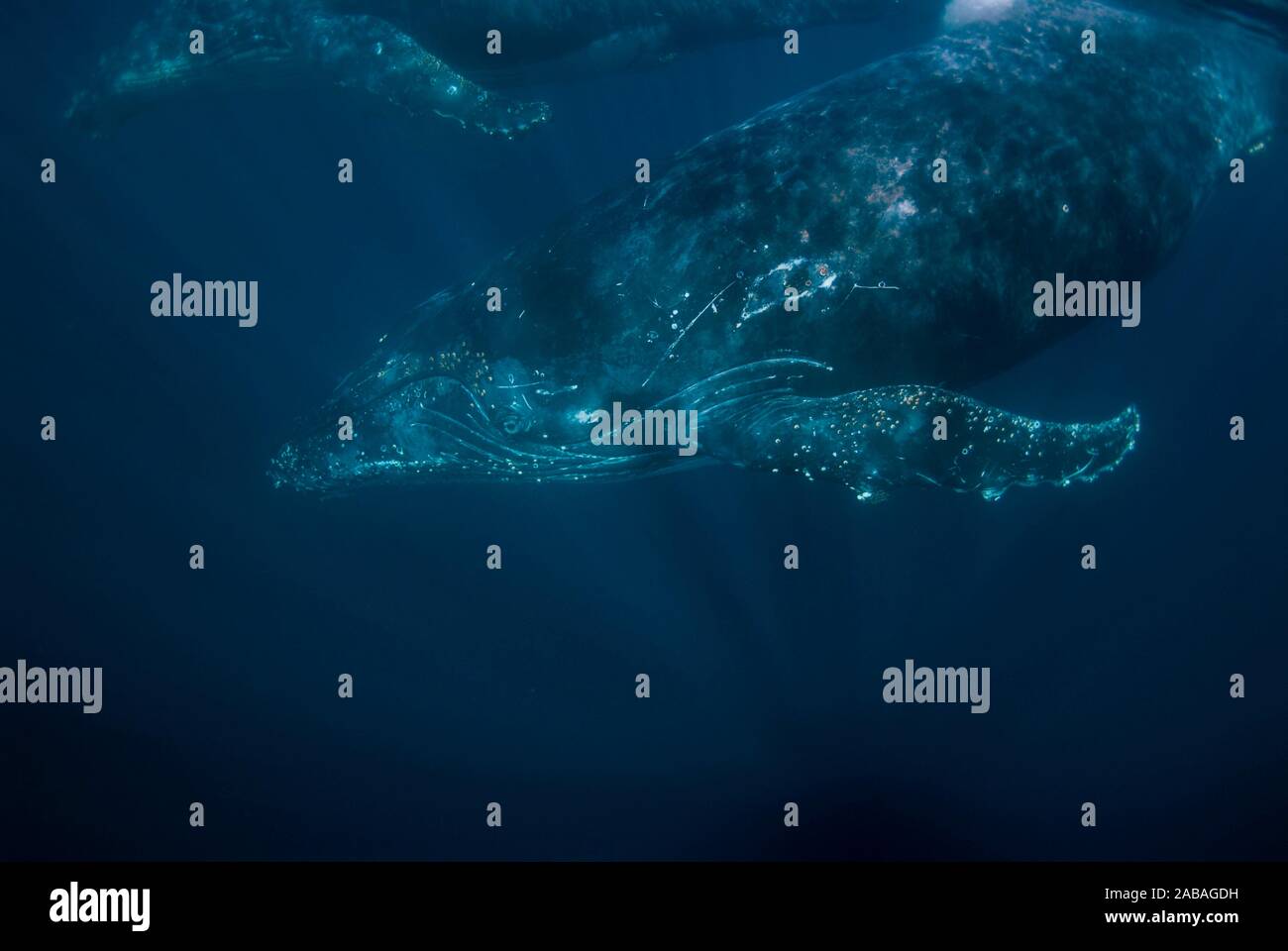 Pair of Humpback Whales (Megaptera novaeangliae, Balaenopteridae Family) swimming with fin covered in barnacles, Port St. Johns, Wild Coast, Eastern Stock Photo