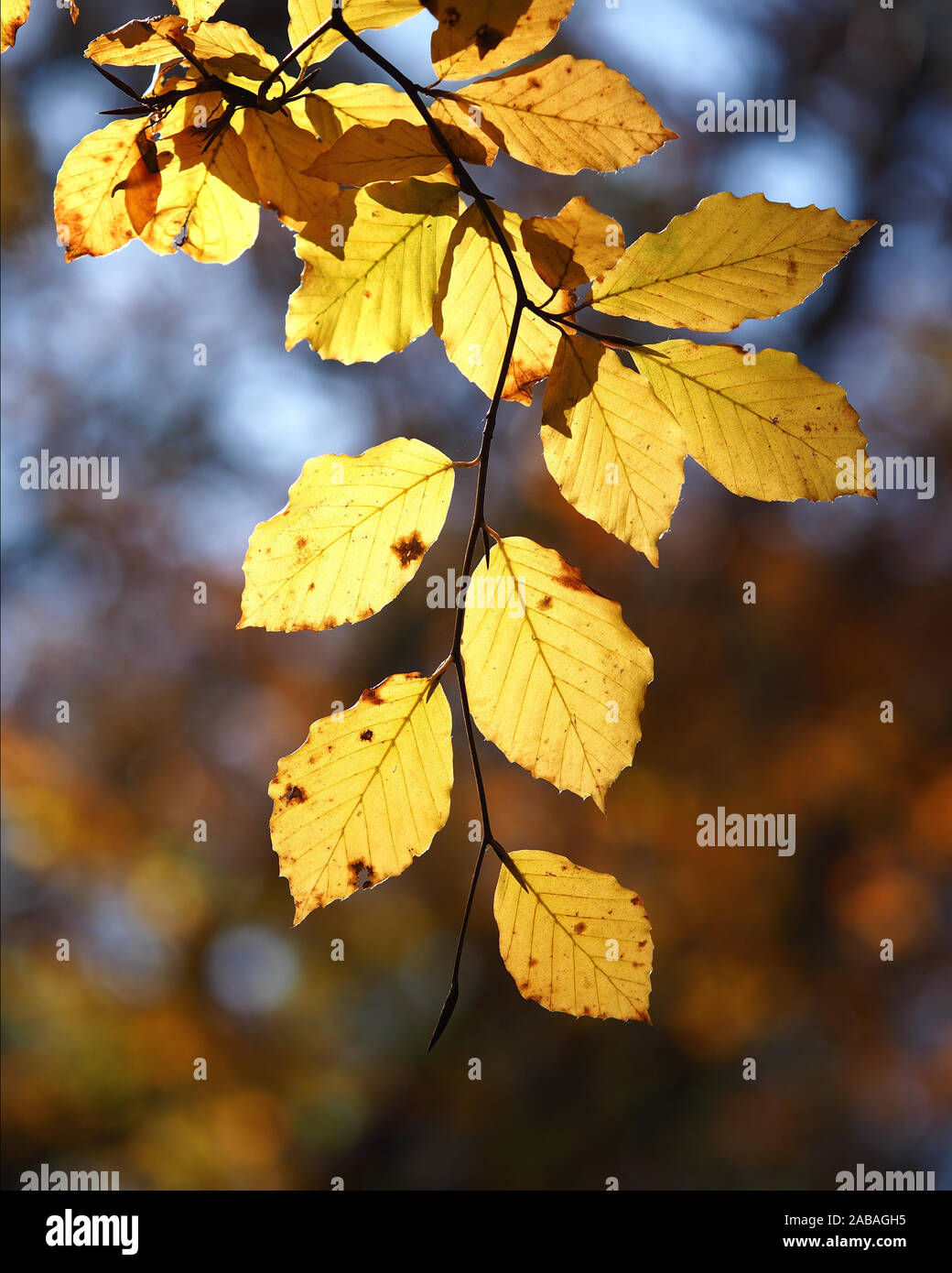 Backlit Beech leaves (Fagus sylvatica) in vibrant Autumn colours Stock Photo