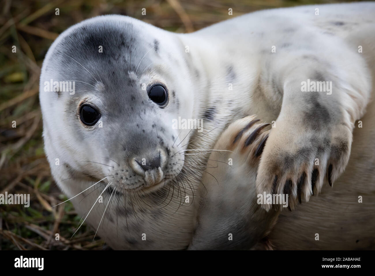 Donna Nook Nature Reserve, Lincolnshire, UK. 26th Nov, 2019. Atlantic Grey Seals (Halichoerus Gryus) come ashore for the annual birthing of their pups. Donna Nook Nature Reserve, Lincolnshire, UK. The annual spectacle takes place during November into early December each year. So far the reserve has seen 489 bulls, 1629 cows and a massive 1554 pups. Credit: Anthony Wallbank/Alamy Live News Stock Photo