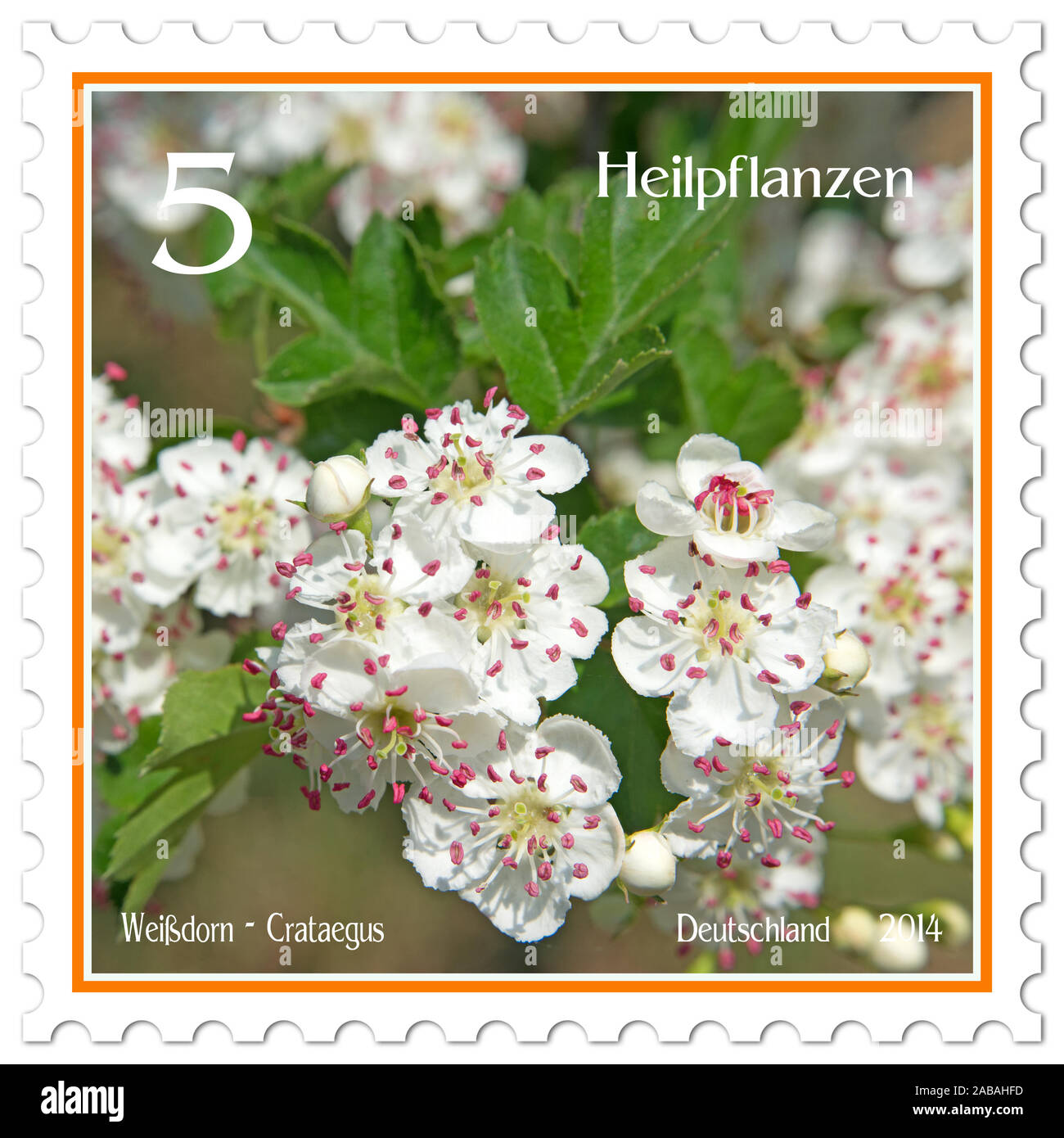 Postage stamp with the image of the blossoming hawthorn, Crataegus Stock Photo