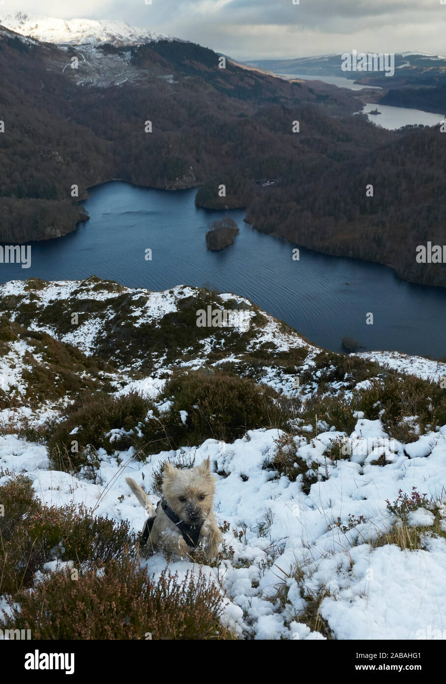 Cairn Terrier Finn running up hill covered in snow in the Trossachs Scotland. Stock Photo