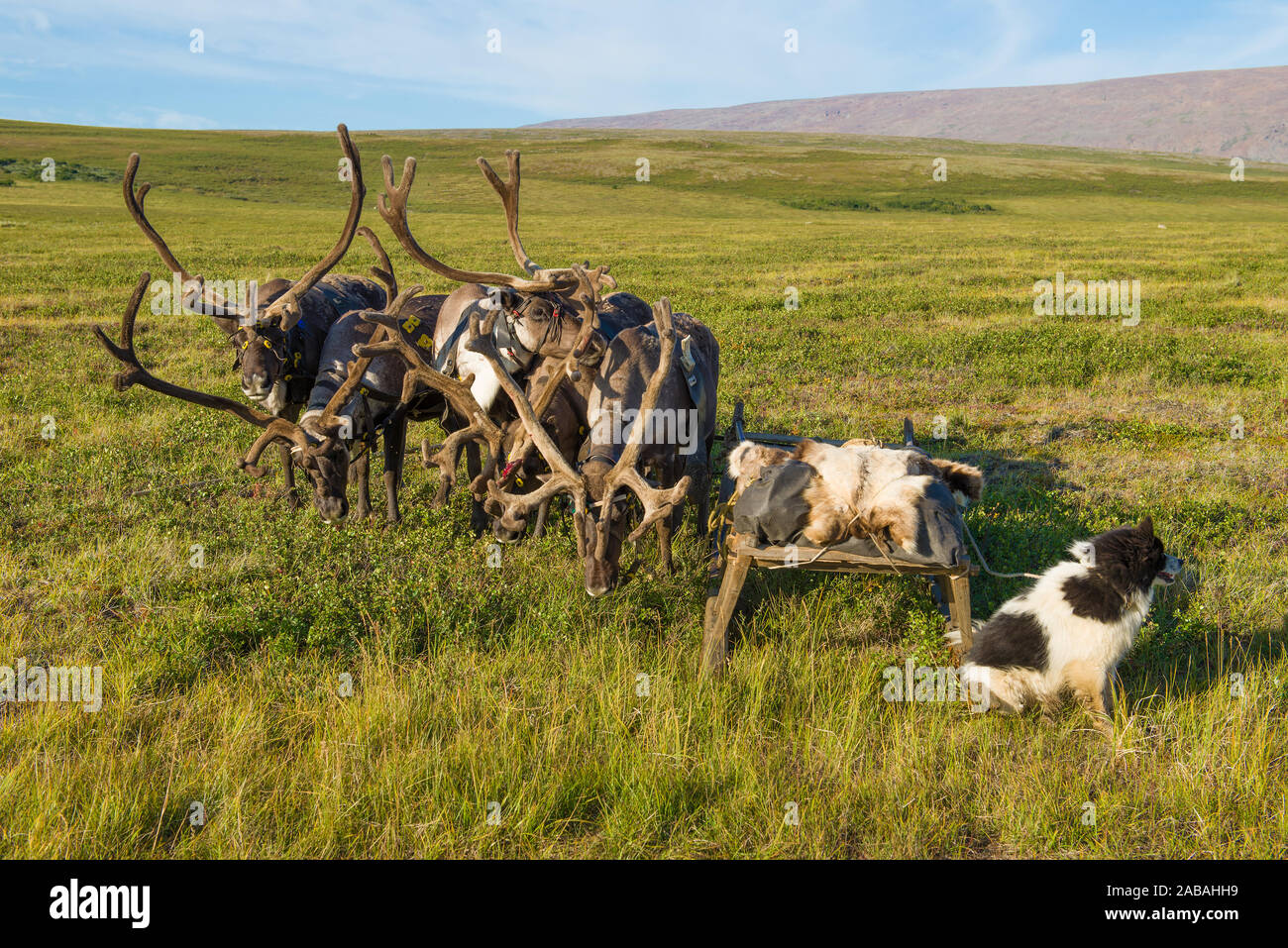 Stubborn reindeer with narts sunny August day. Yamal, Russia Stock Photo