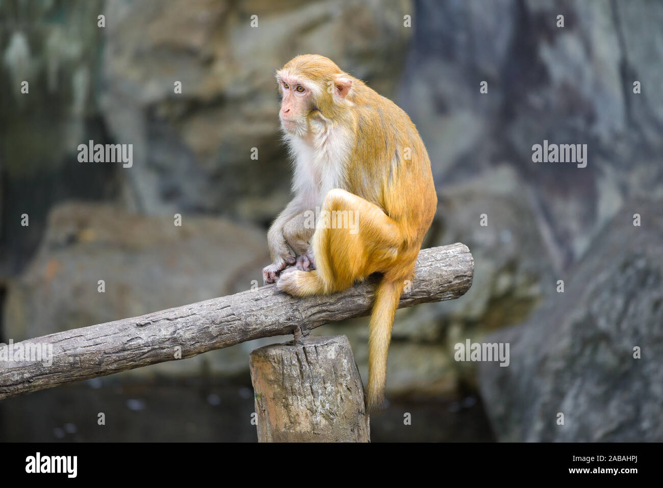 Beautiful macaque hi-res stock photography and images - Alamy