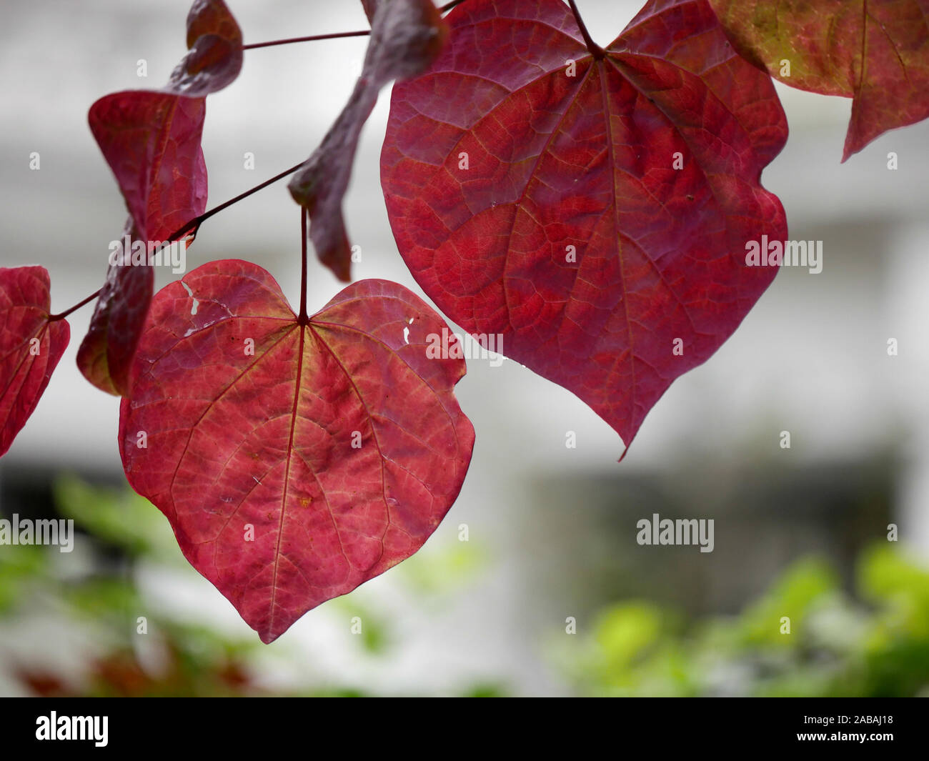 Heart shaped autumnal leaves Stock Photo