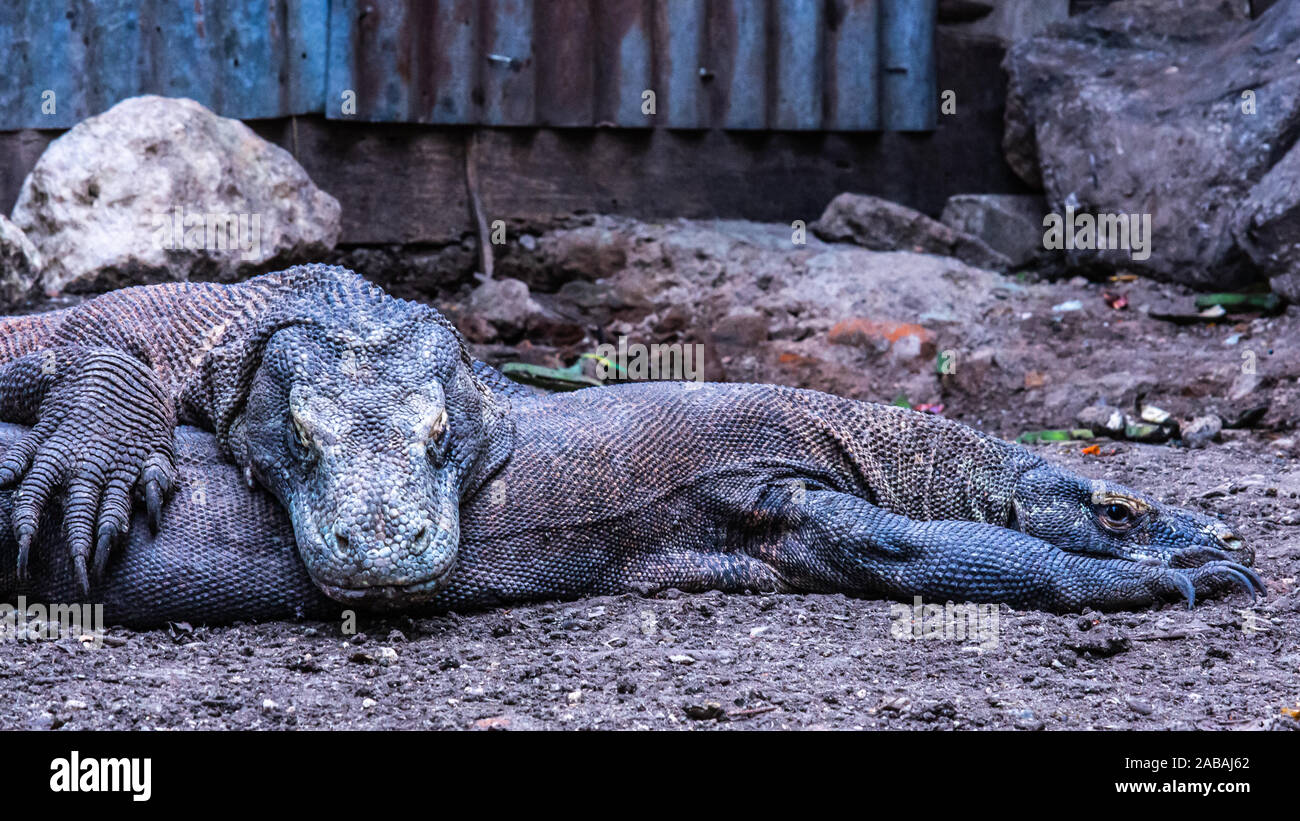 Komodo Dragon on Rinca Island, Indonesia Stock Photo