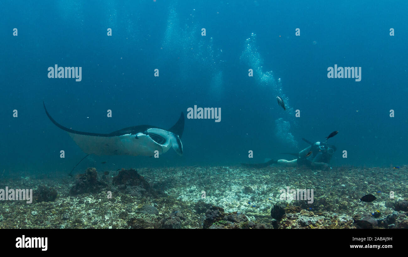 Manta ray flying by while diving in Komodo National Park, Indonesia Stock Photo