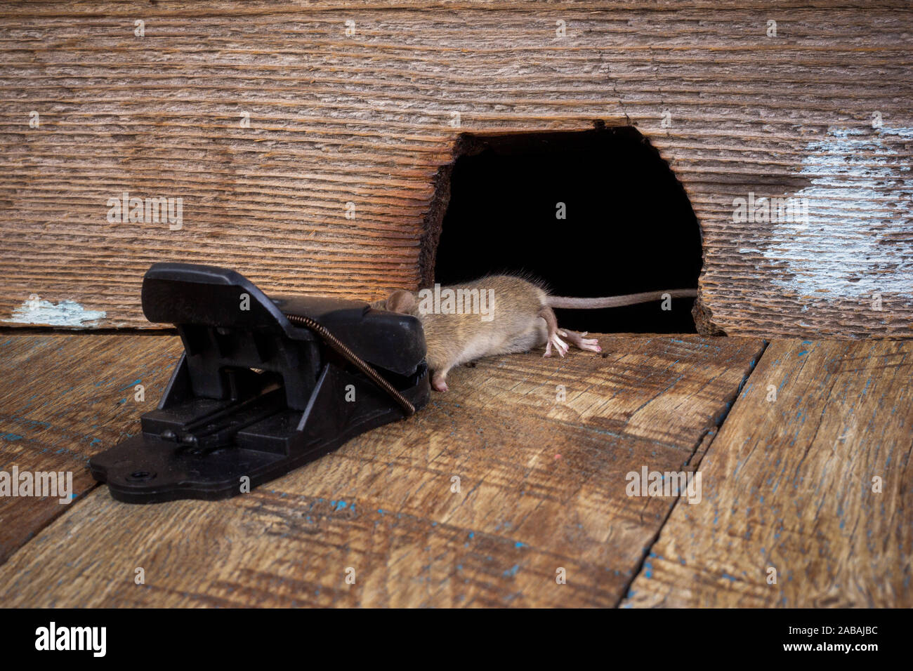 https://c8.alamy.com/comp/2ABAJBC/a-dead-mouse-in-a-mousetrap-near-a-hole-in-a-wooden-wall-2ABAJBC.jpg